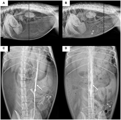 Case report: Radiography and computed tomography of tension pneumoperitoneum caused by gastric perforation in a dog